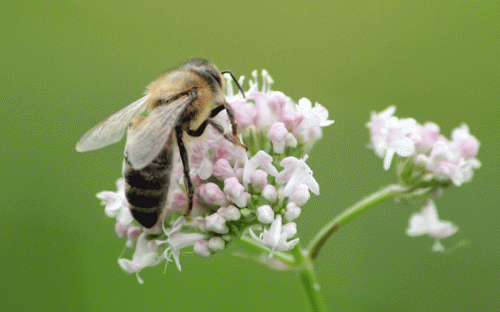 Honungsbi suger nektar på Röllika