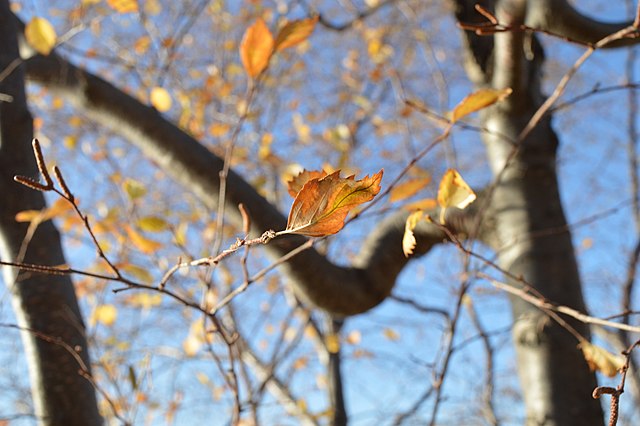 Noen standhaftige, høst-røde blader henger igjen på et tre som nesten er helt tomt for dem.
