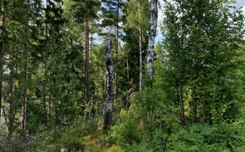 Mannen i skogen